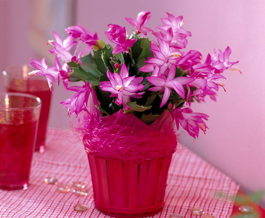 Schlumbergera tendenza 'Jolly Dancer' (Christmas cactus), sisal