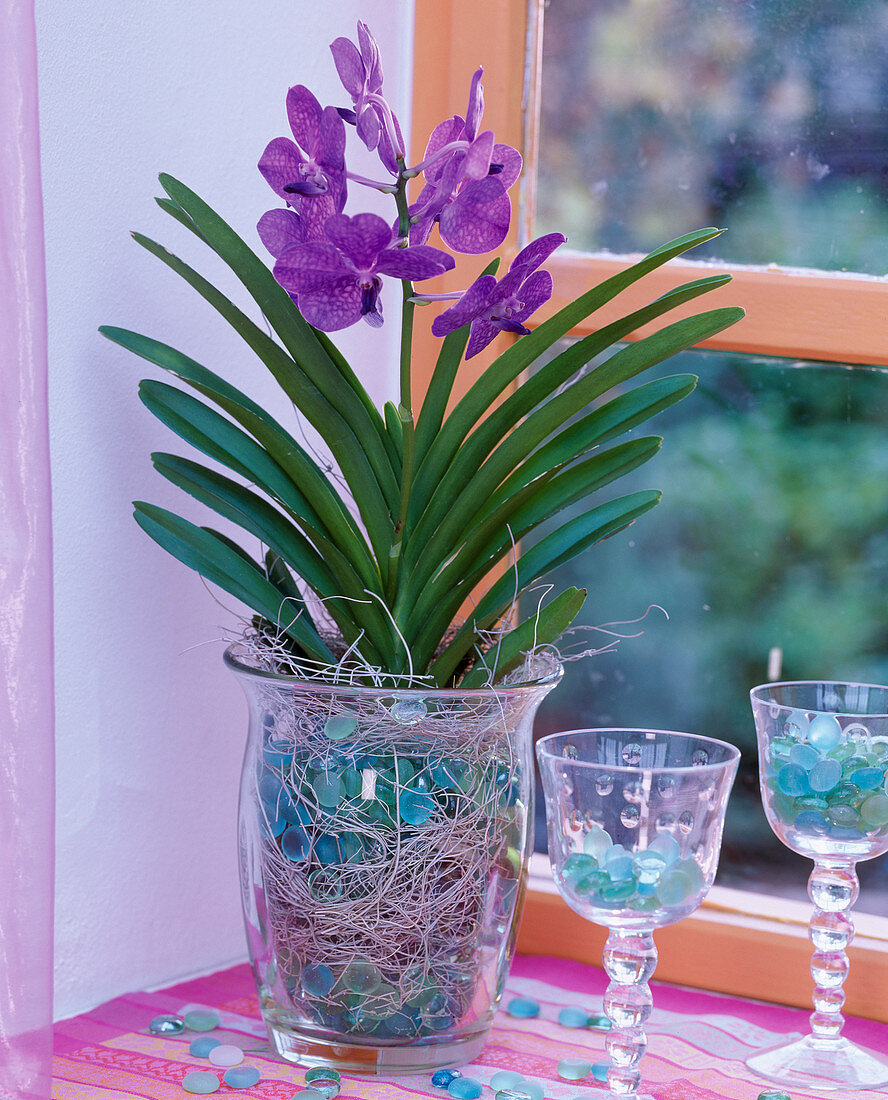 Vanda 'Rothschildiana' (blue orchid) in glass vase with sisal