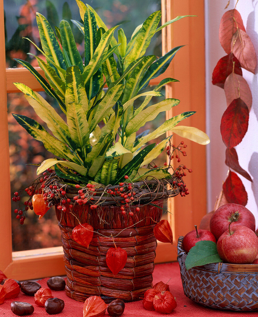 Codiaeum variegatum 'Goldfinger' (Croton), Rosa (Rosehips), Physalis (Lanterns)