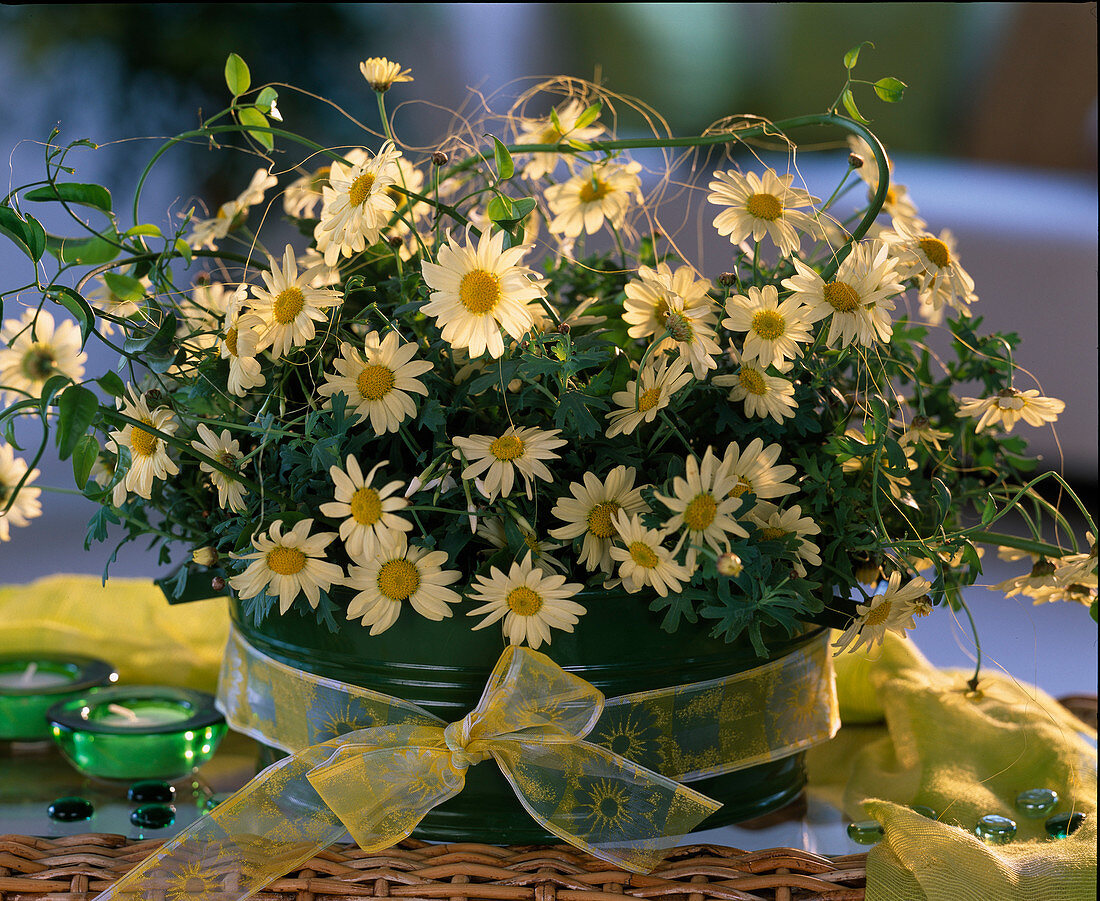 Argyranthemum frutescens (yellow summer daisies), jasmine vines