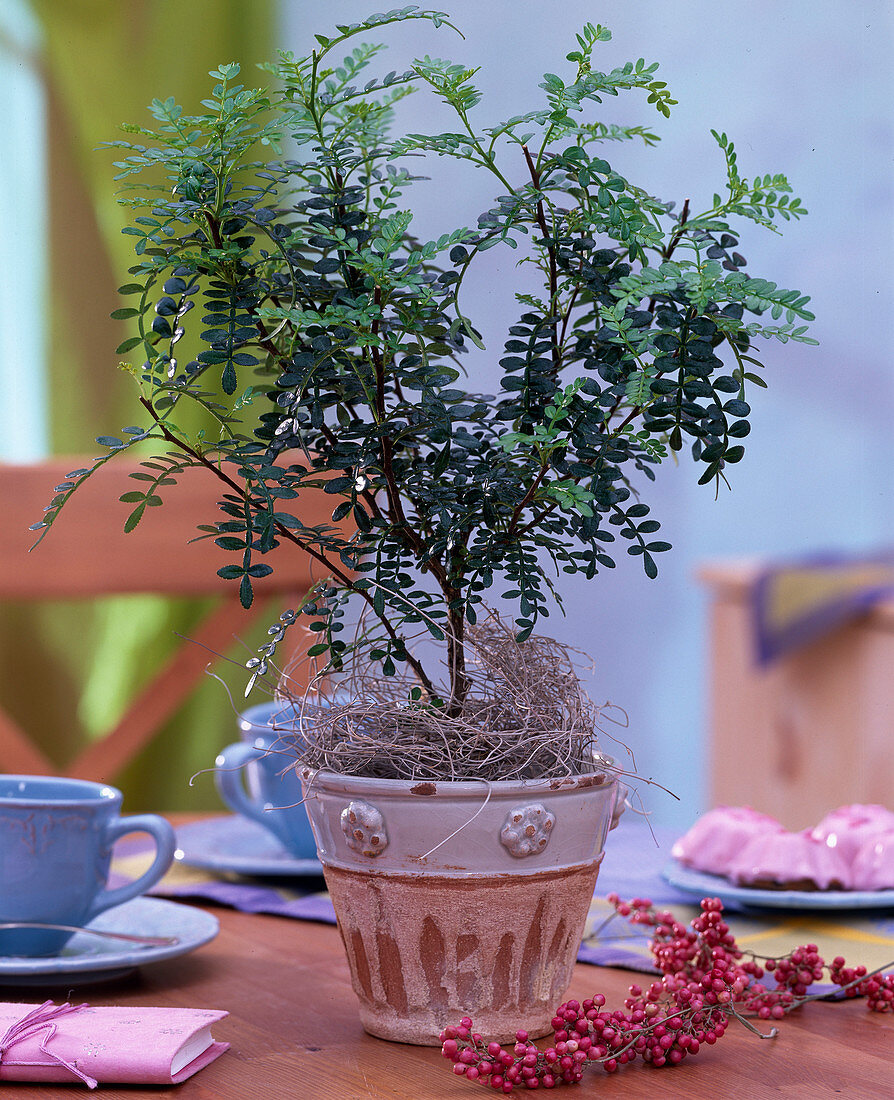Zanthoxylum piperitum 'Odorum' (Japanischer Pfefferbaum)