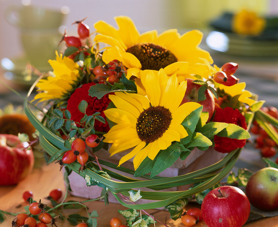 Helianthus / Sonnenblumen, Dahlia / Dahlien