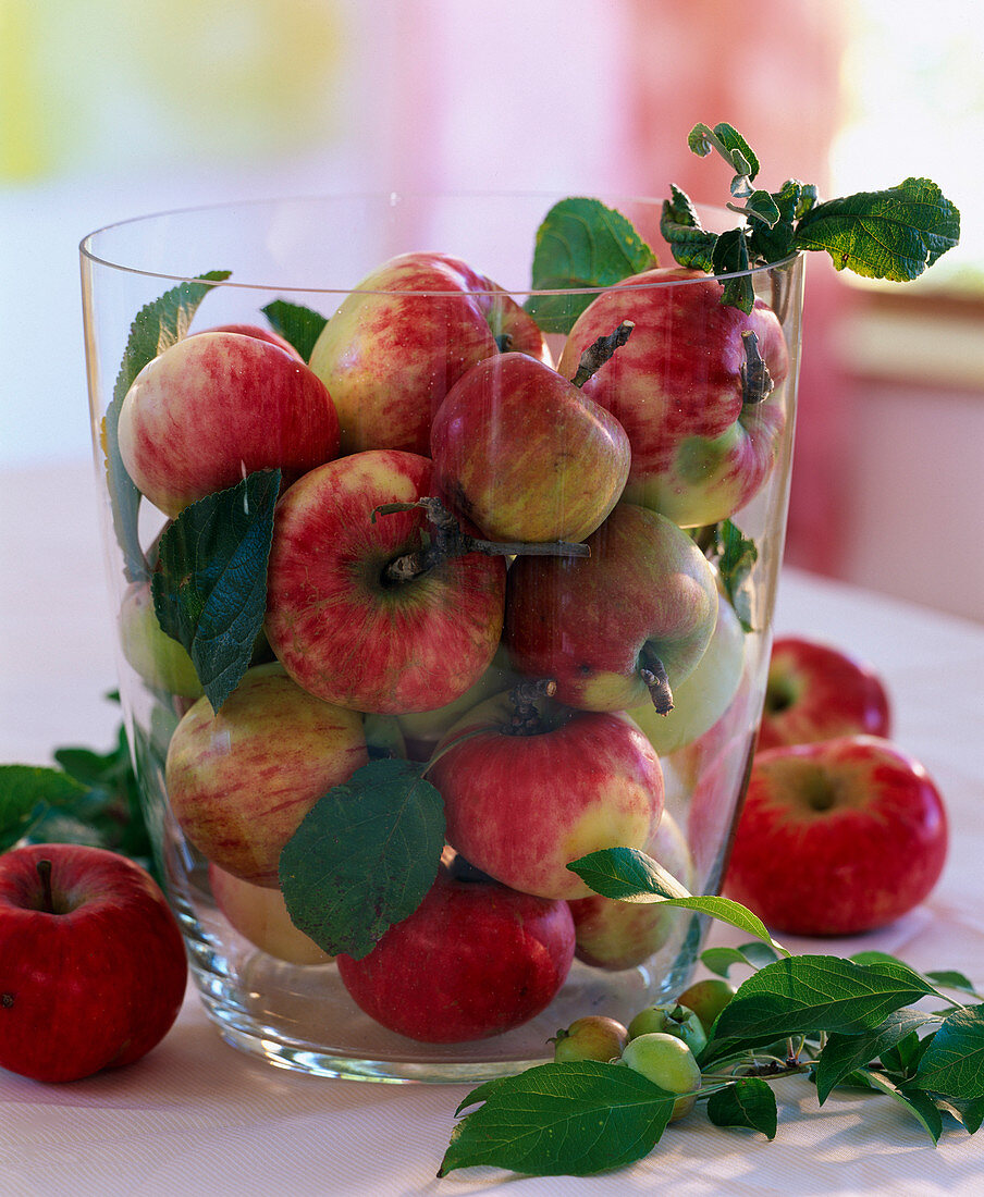 Malus / Äpfel im Sektkühler, Zieräpfel als Deko