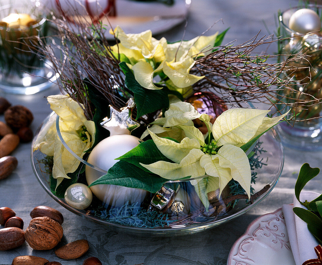 Glass bowl with Euphorbia (white poinsettias, Euphorbia spinosa) spurge