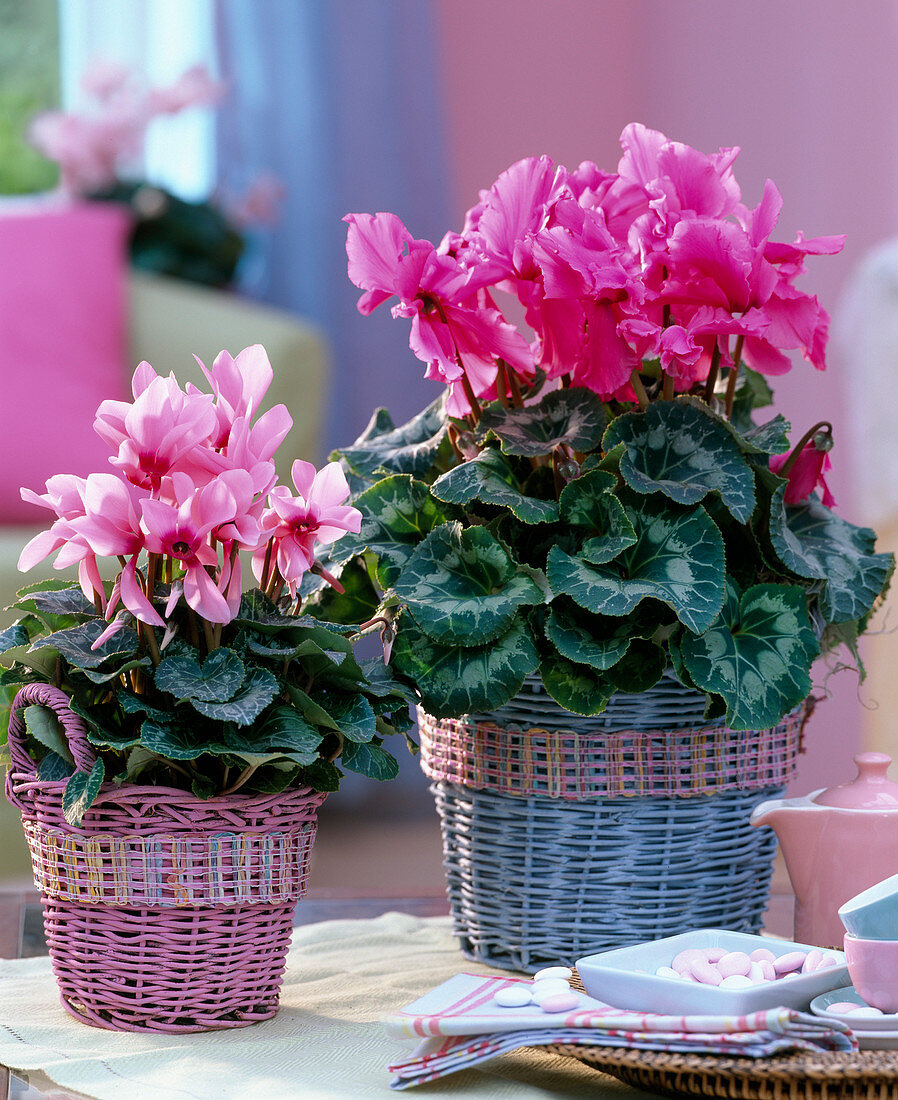 Cyclamen 'Libretto Pink with Eye', 'Aristo salmon Rose' (Alpine)