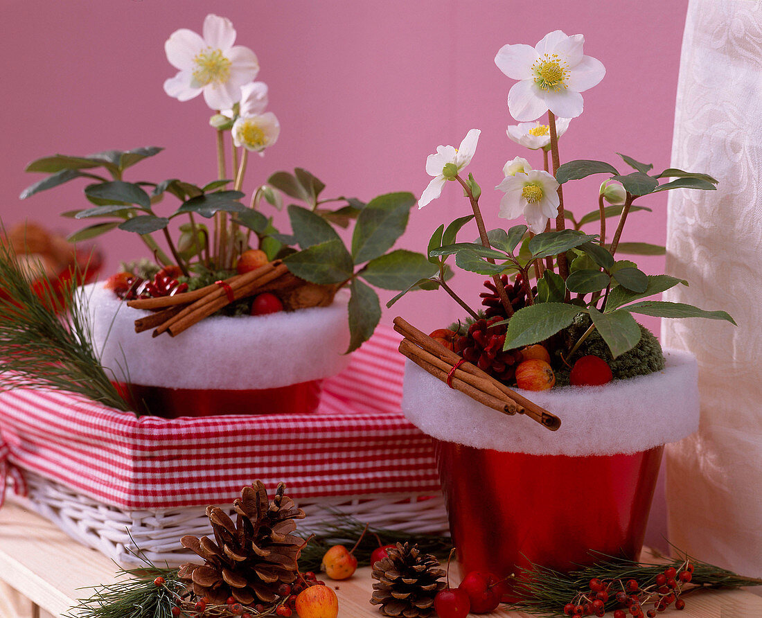 Helleborus niger (Christmas roses), cinnamon sticks, Malus (ornamental apples)