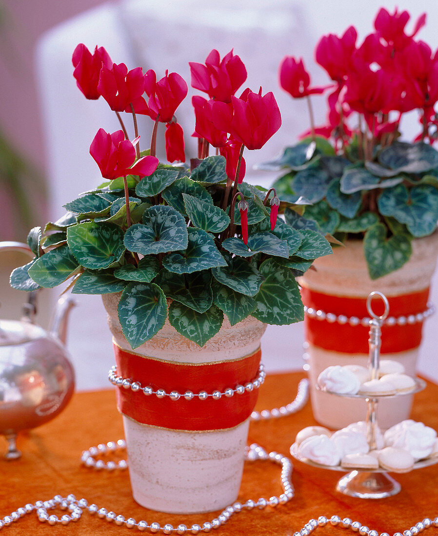 Cyclamen persicum 'Canto Scarlett' (Cyclamen) in a tall pot