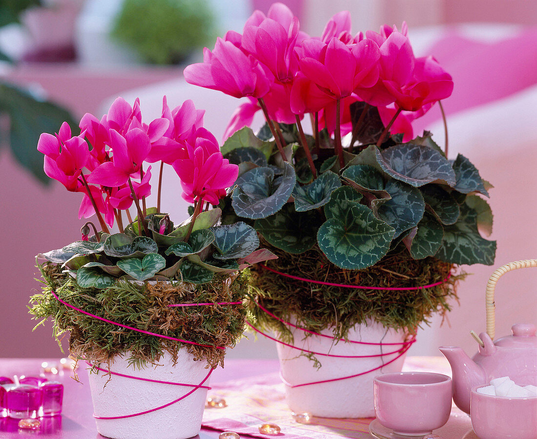 Cyclamen 'Libretto Rose' (Canto Deep Rose) (Alpenveilchen)