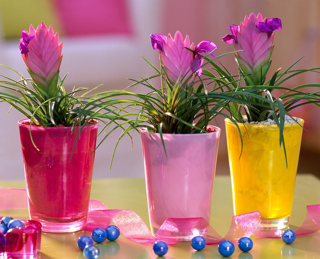 Tillandsia cyanea (tillandsia in glasses, decorative gravel, ribbon, blue glass ball)