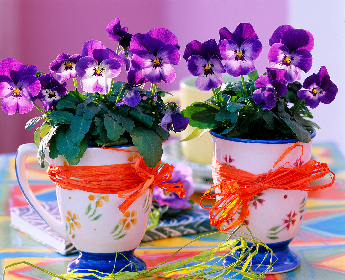 Viola sorbet 'Purple Duett' (Horned violet) in cups