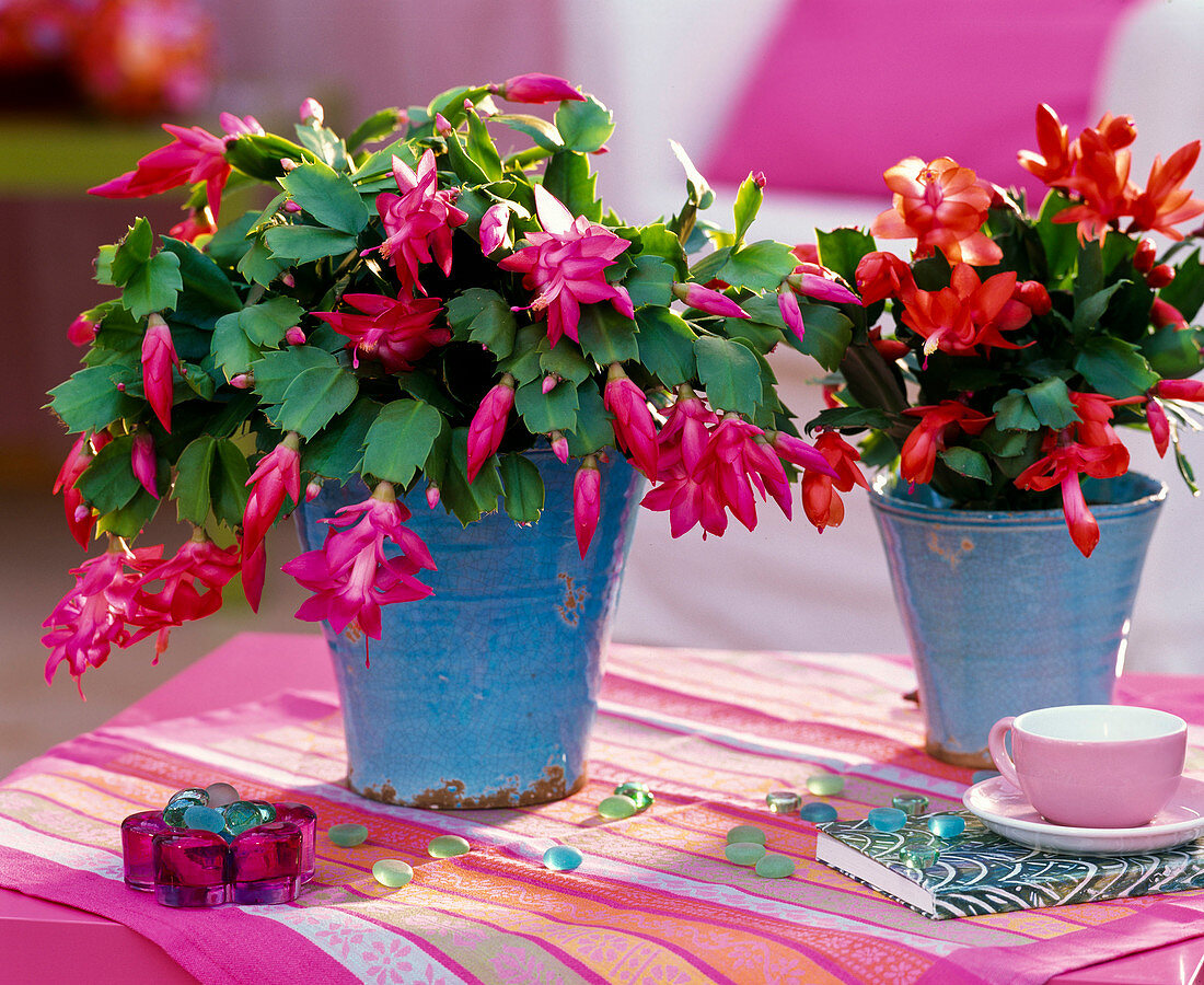 Schlumbergera / Weihnachtskakteen pink und rot