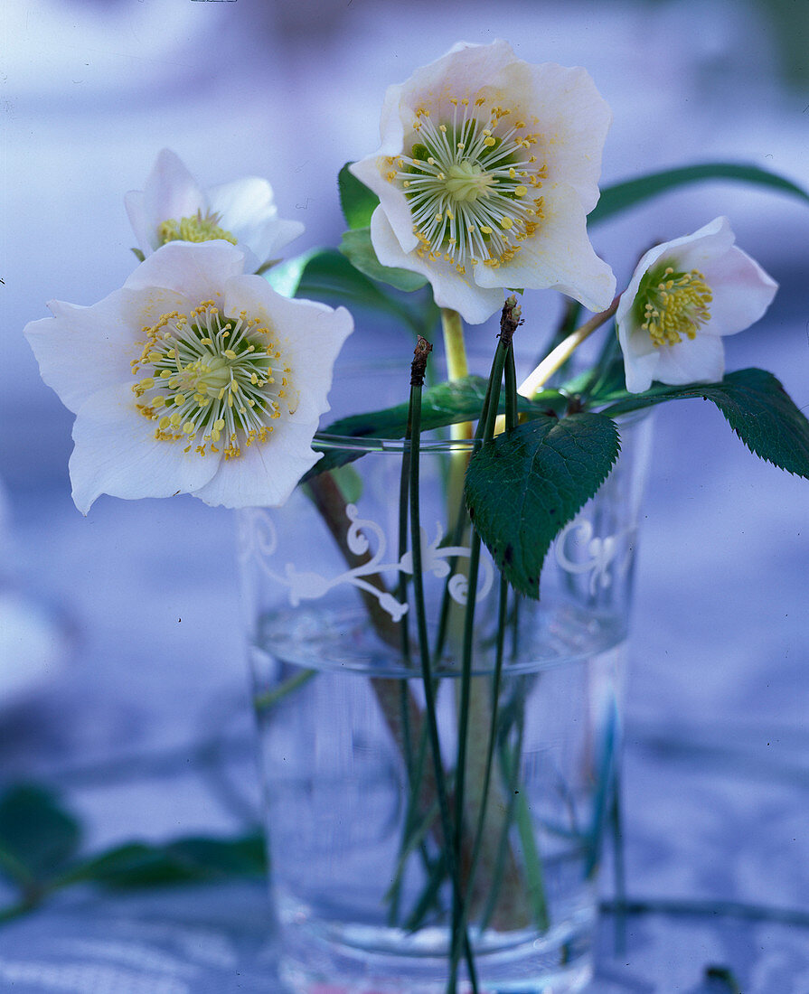 Helleborus / Christrosen, Pinus / Kiefernadeln in Glas