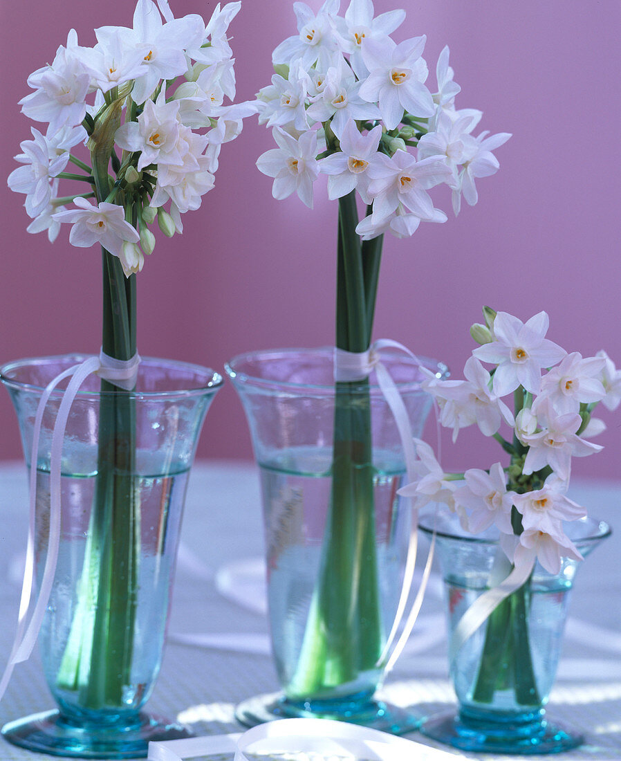 Narcissus 'Ziva' (Tazett Narcissus), bind 3 stems together