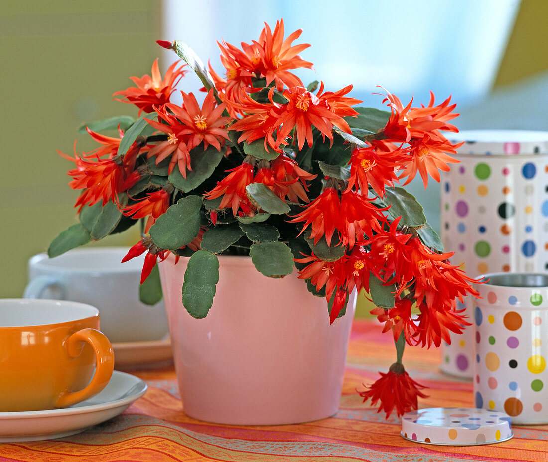 Rhipsalidopsis gaertneri (Hatiora gaertneri 'Easter cactus')