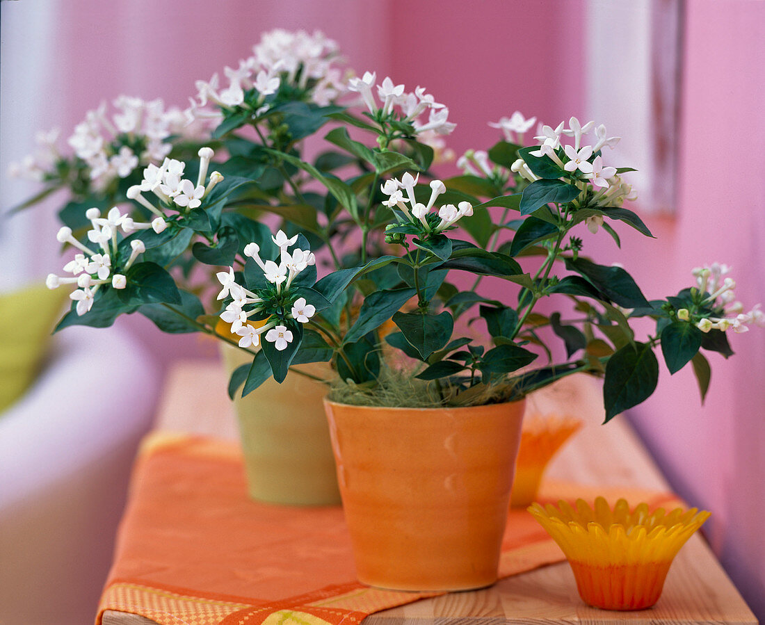 Bouvardia hybrid (white bouvardia)