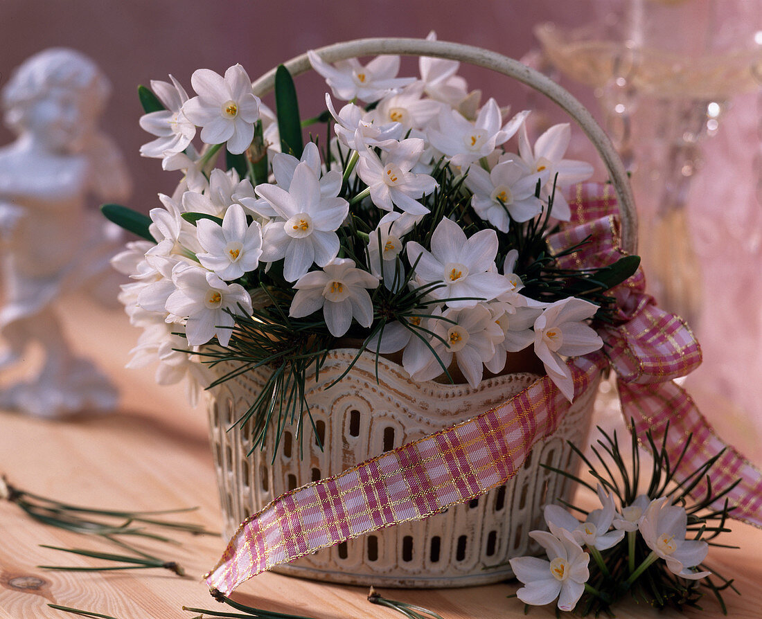 Narcissus 'Ziva' (tazett daffodils), Pinus (pine branches), ribbon