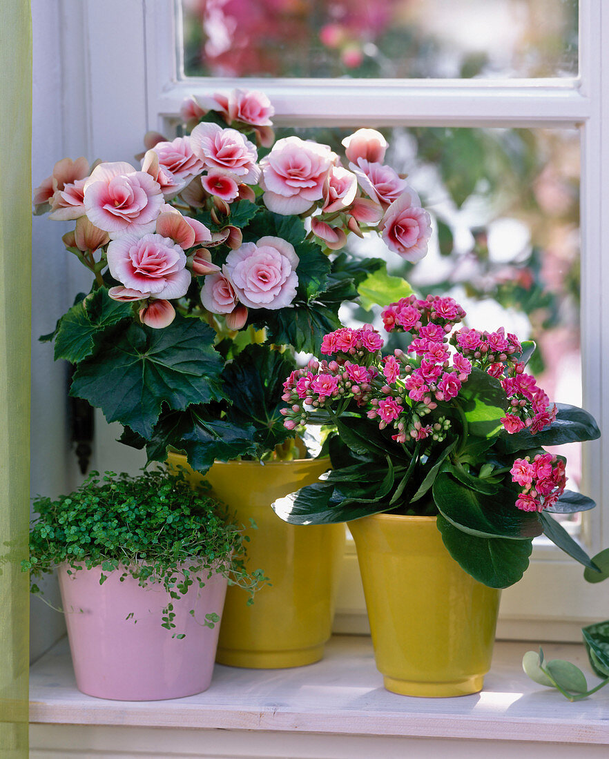 Begonia elatior / weiß - rote Zimmerbegonie, Kalanchoe