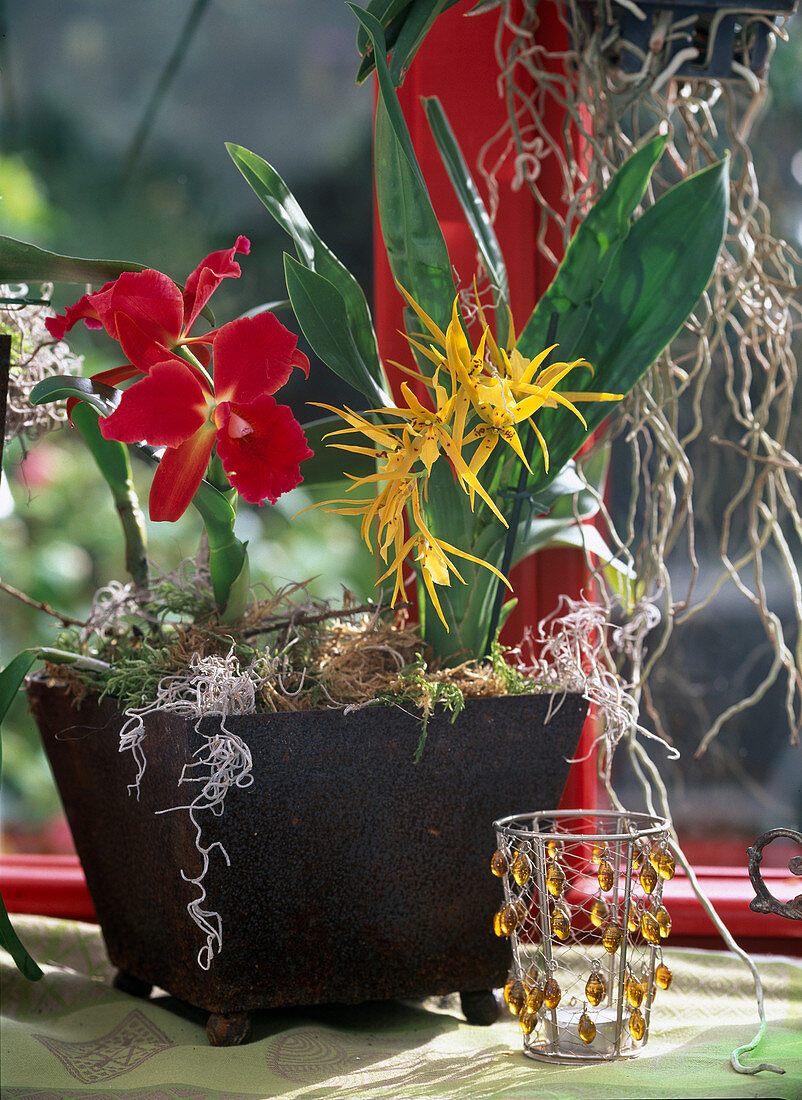 Cattleya, Brassada 'Mivada' (orchids in metal containers)