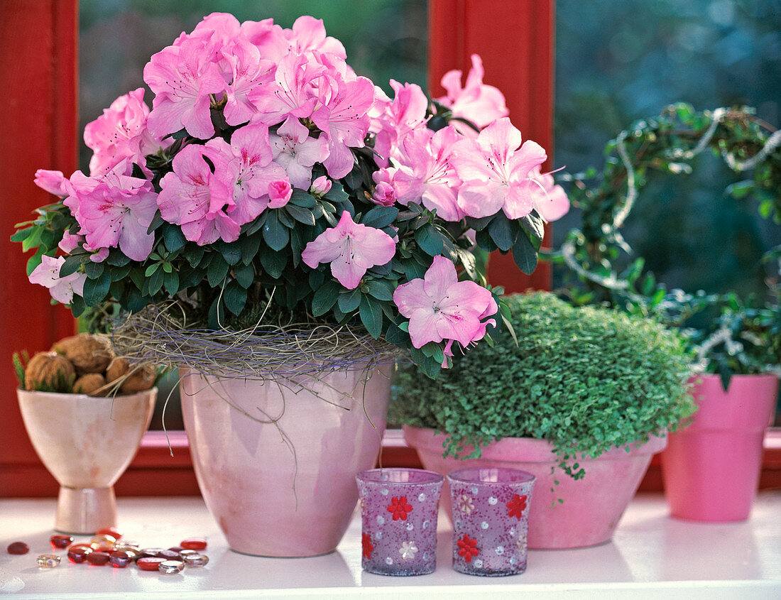 Azalea 'Mont Ventoux' (indoor azalea), Soleirolia (bubicop), Juglans (walnuts)