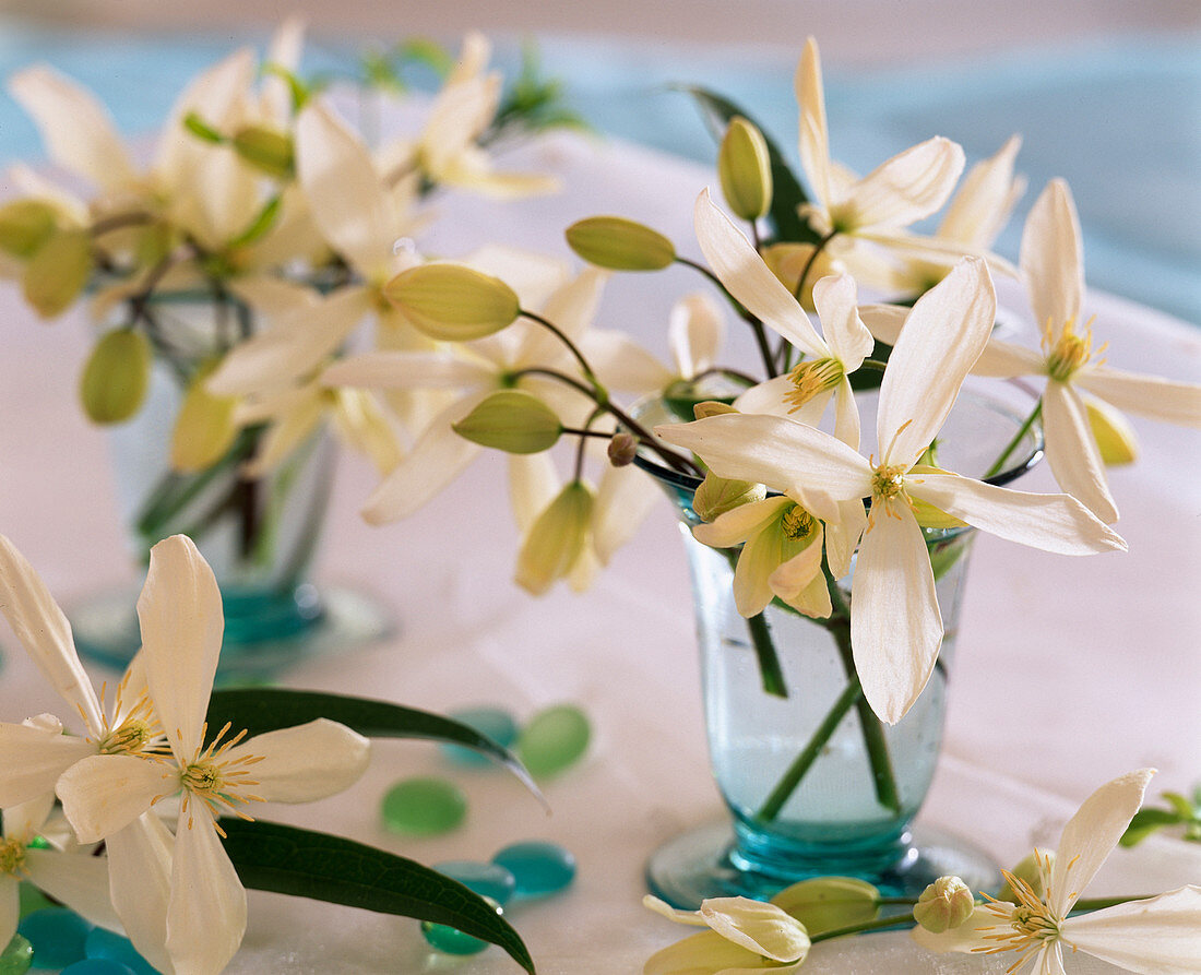 Clematis armandii (evergreen woodland vine) with fragrant flowers