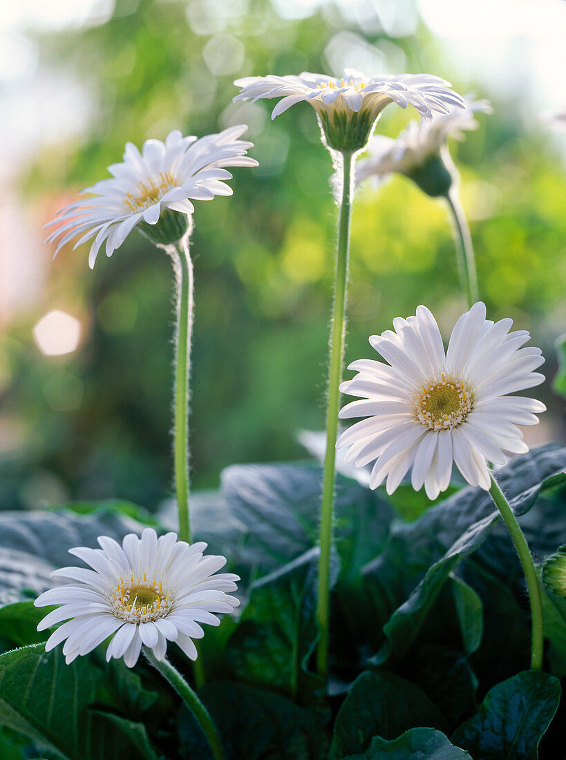 Gerbera Everlast 'White' (Gerbera flowers)