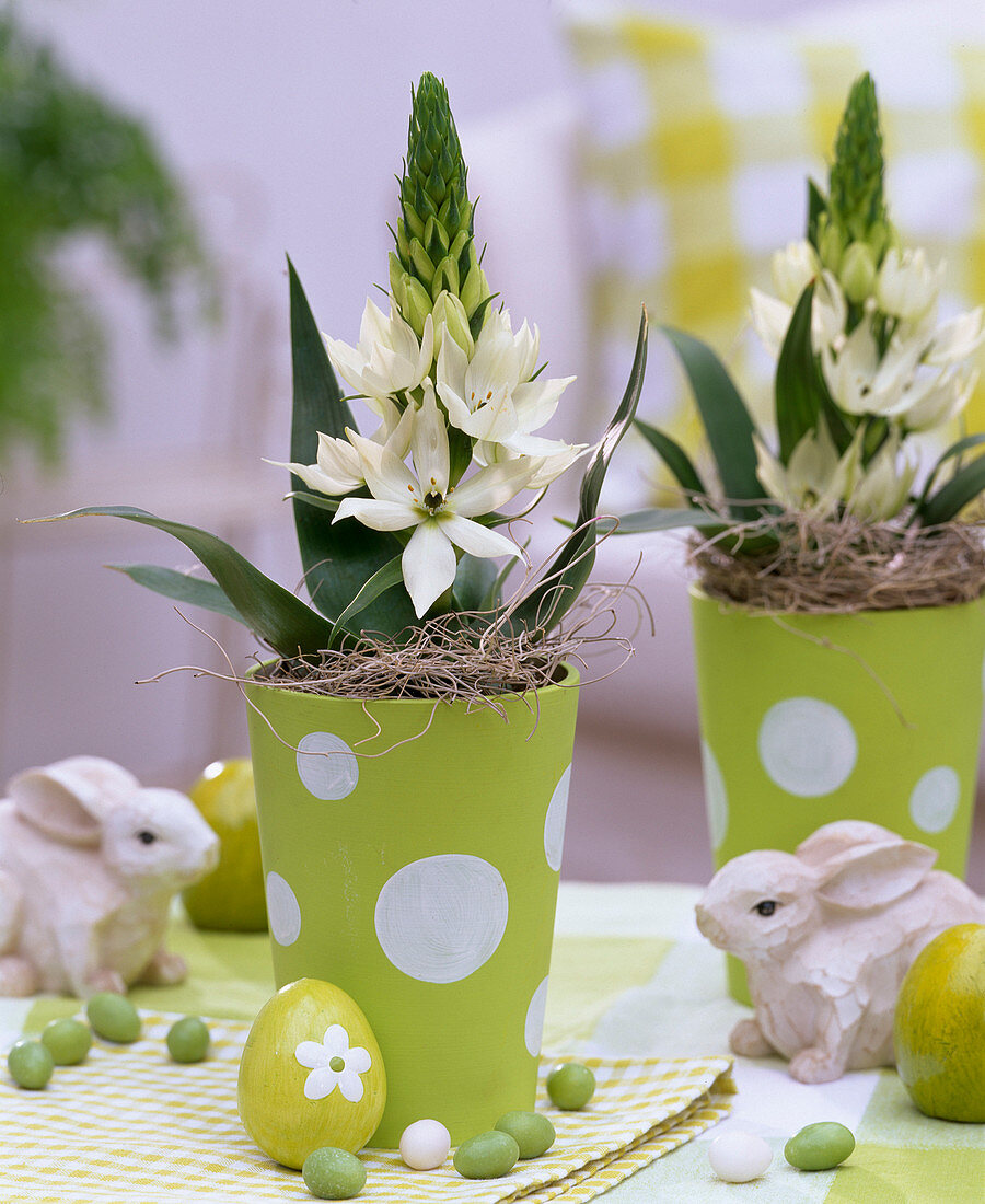 Ornithogalum arabicum (Arabian starflower) in green pots