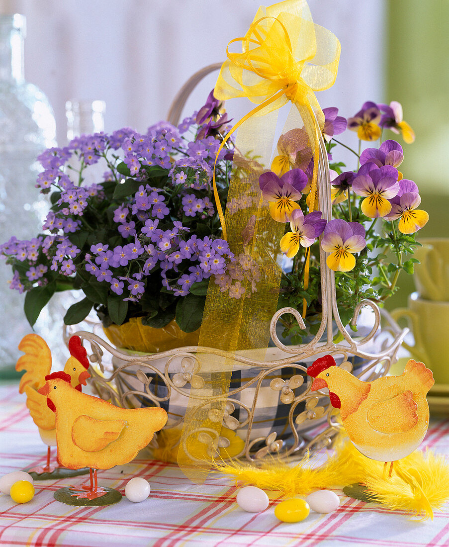 Metal basket with Myosotis 'Myomark' (forget-me-not)