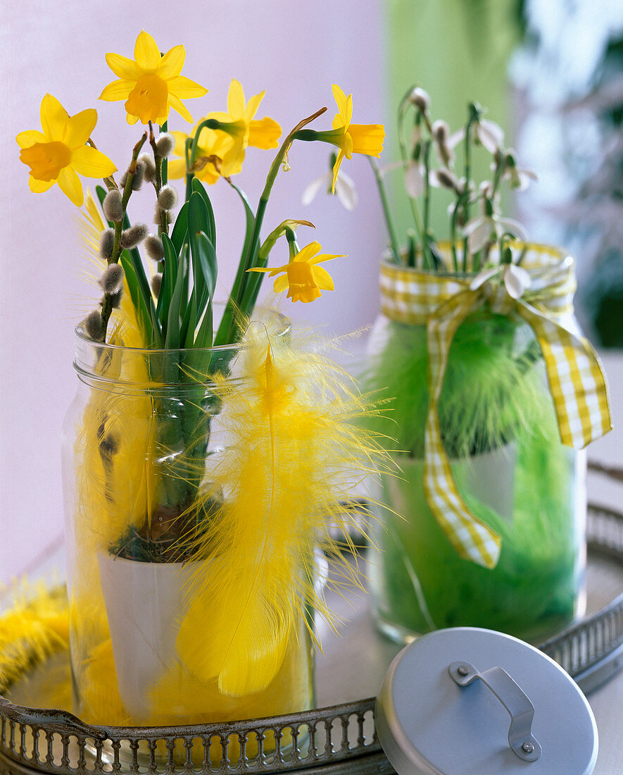 Narcissus 'Tete a Tete' (Daffodils)