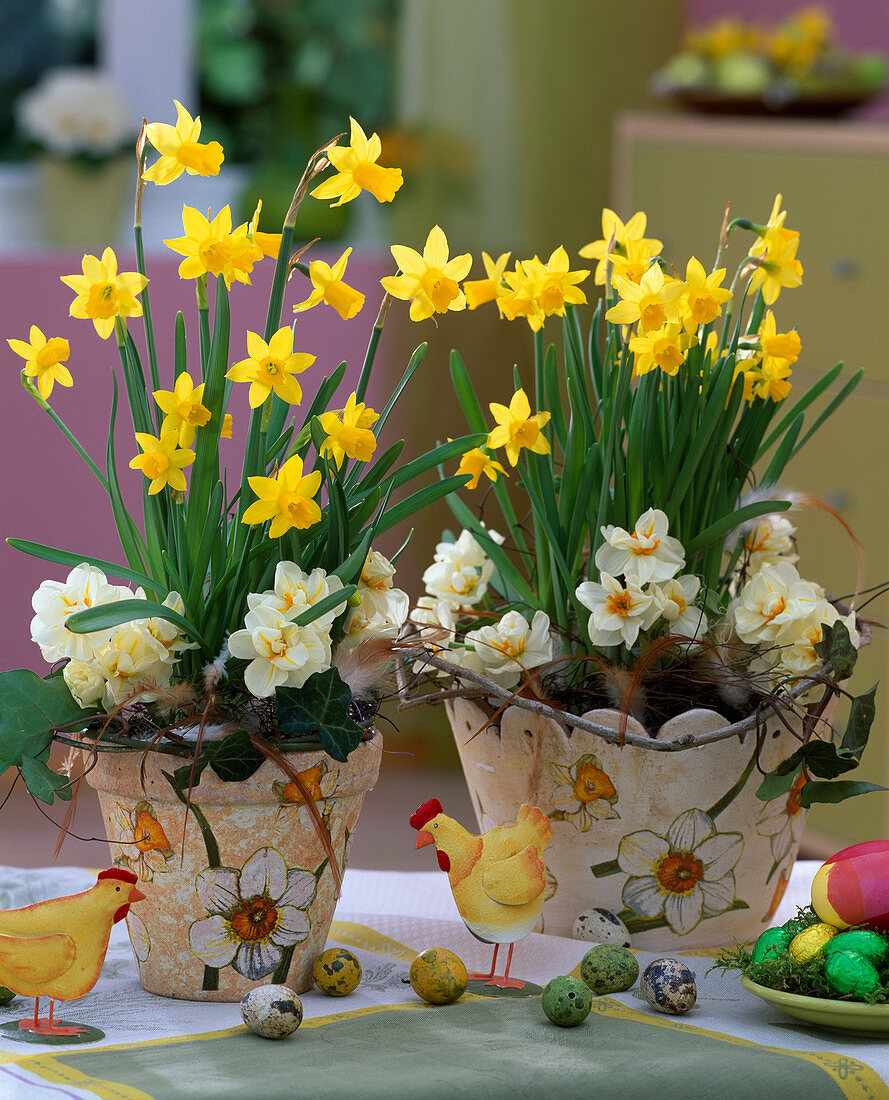 Narcissus 'Tete a Tete' (Daffodils)