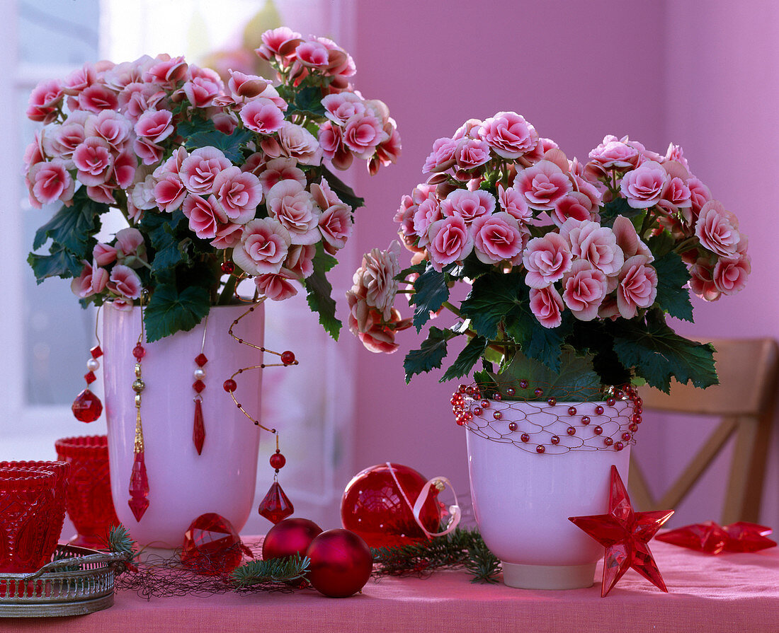 Begonia elatior (indoor begonia) with white-red flowers, globes, star, abies (fir)