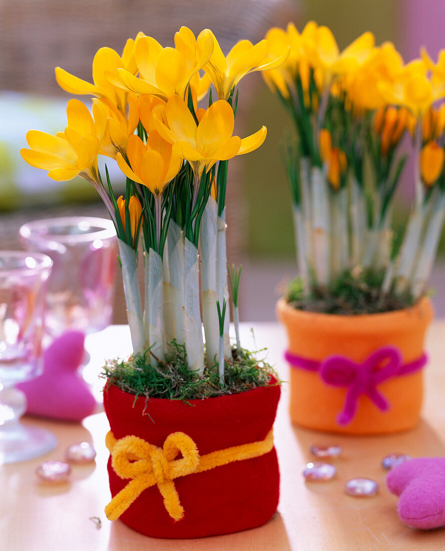 Crocus flavus (Goldkrokus) mit Filz und Pfeifenreiniger dekoriert, Moos, Glaslin