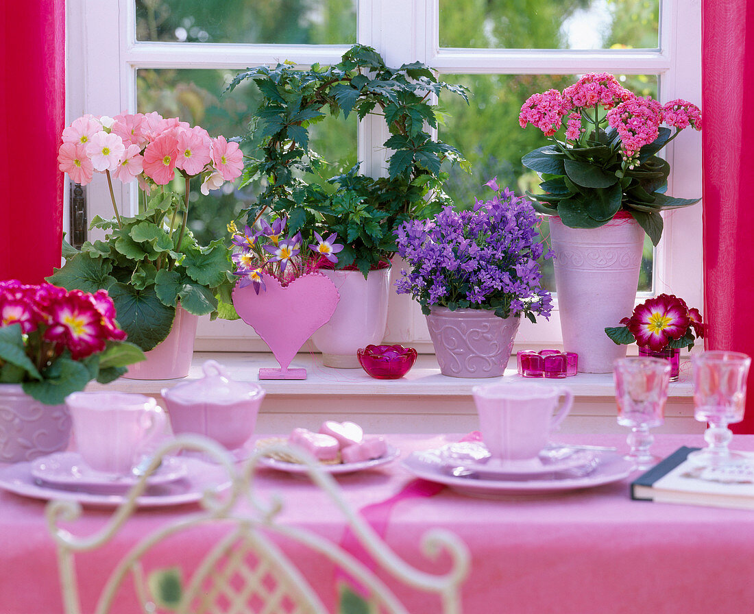 Kalanchoe Calandiva 'Cerise Pink' (gefüllt. Flammendes Käthchen)