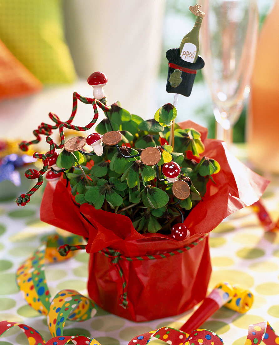 Oxalis deppei 'Iron Cross'