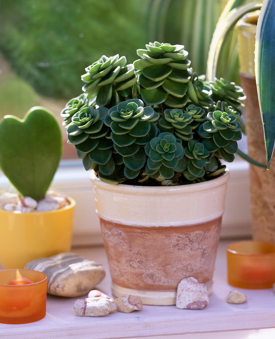 Peperomia 'Belly Button' (Zwergpfeffer)