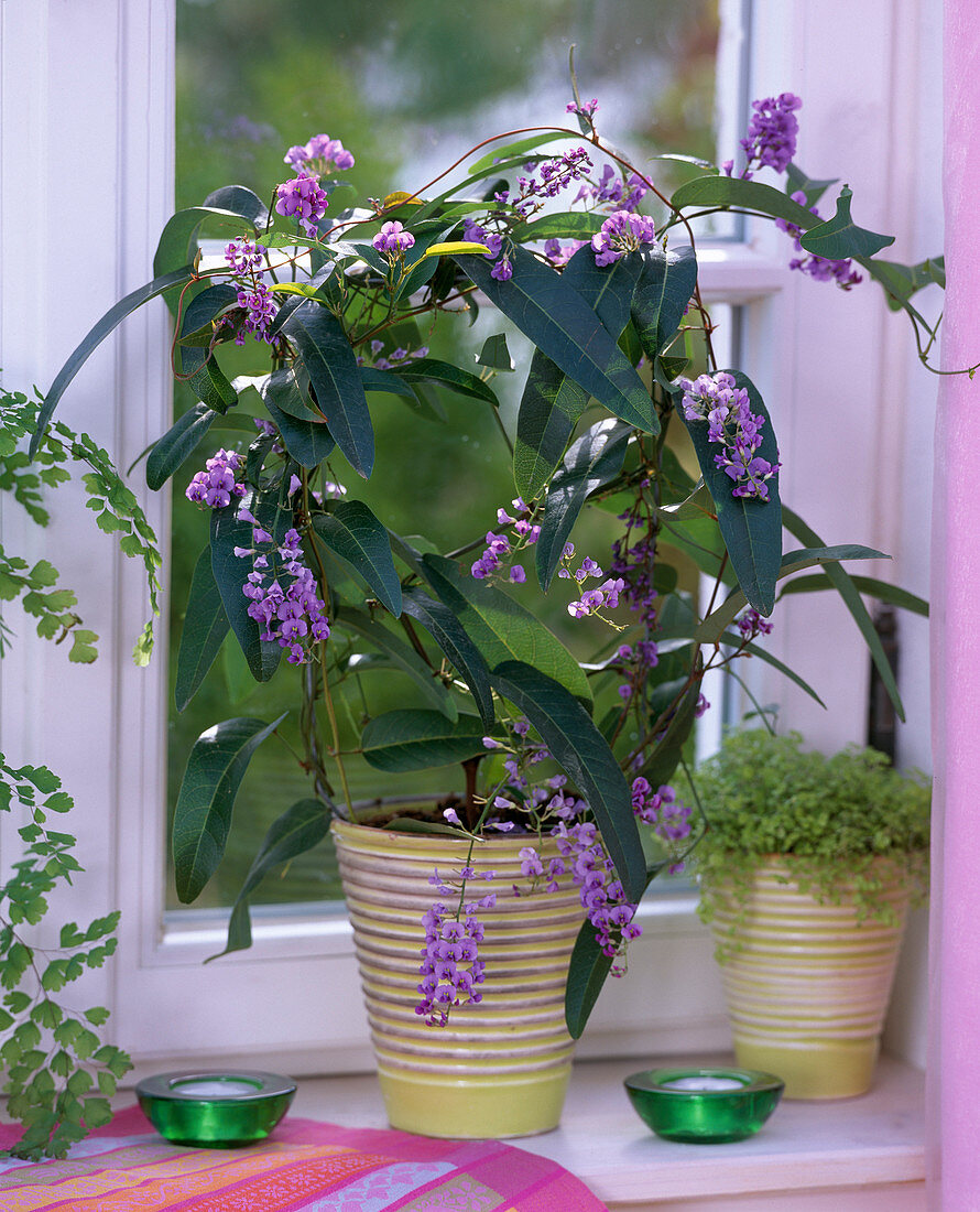 Hardenbergia (purple pea)