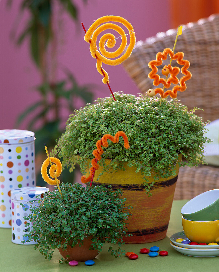 Soleirolia soleirolii (Bubi head) decorated