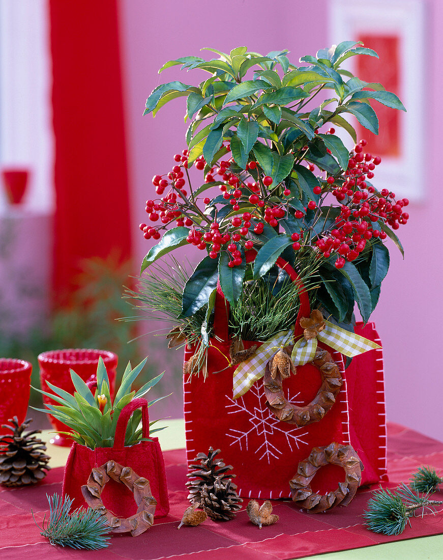 Ardisia crenata