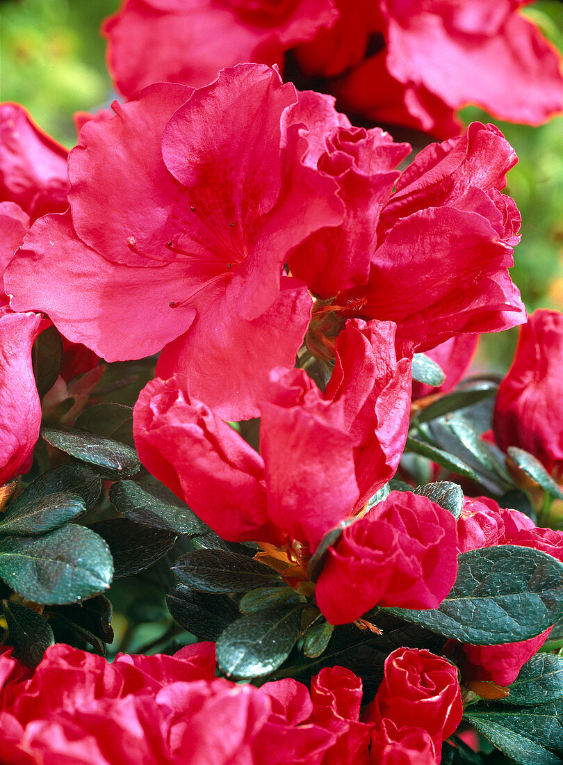 Rhododendron simsii 'Friedhelm Scherrer'