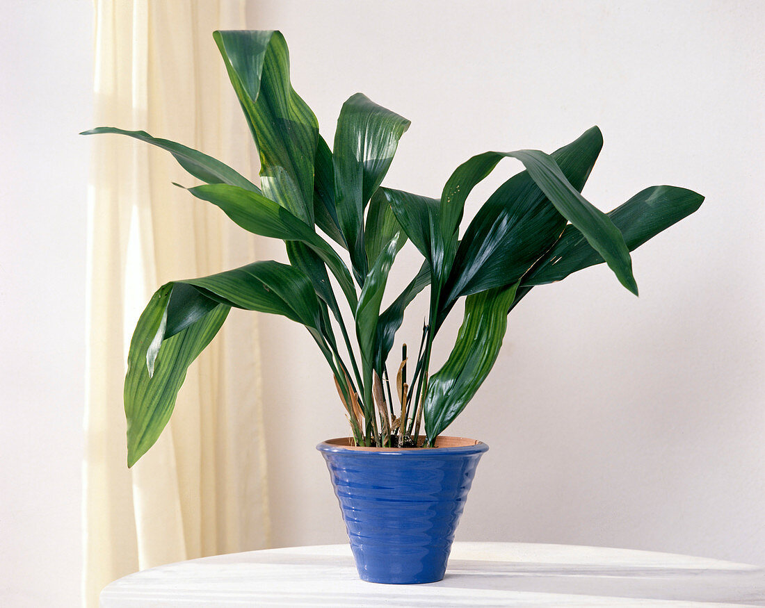 Aspidistra Elatior