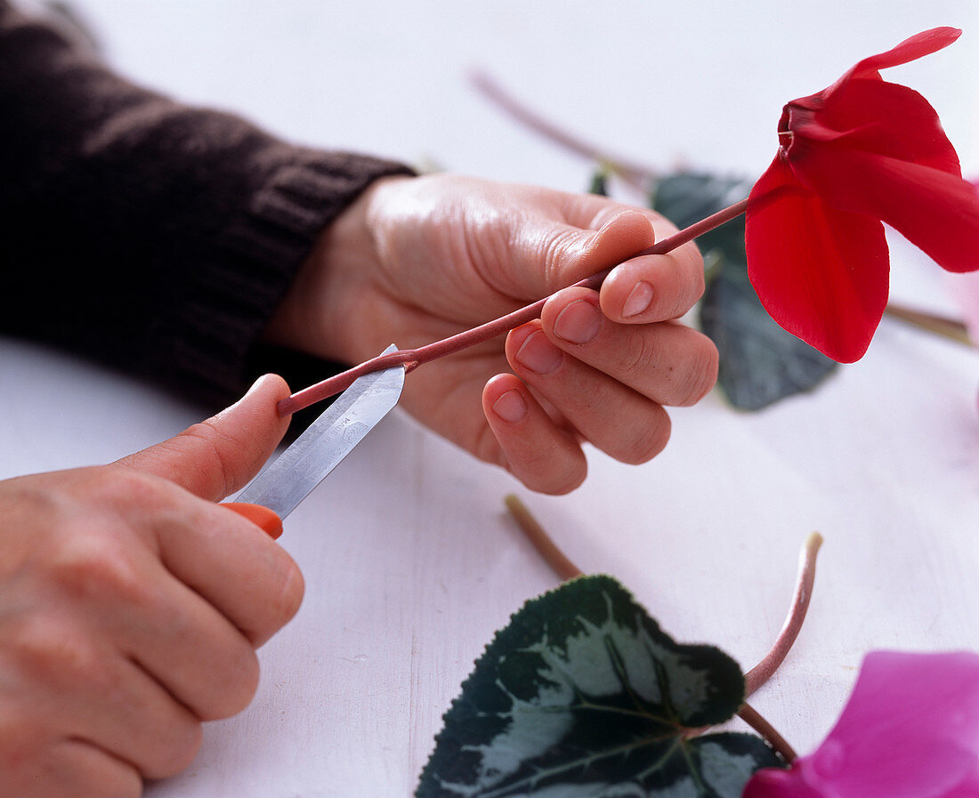 Cyclamen as cut flowers