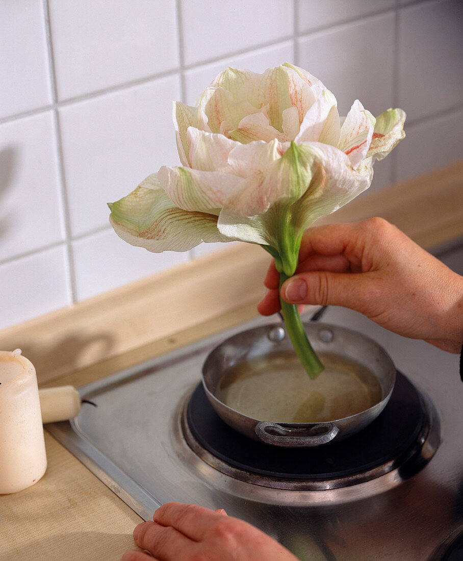 Amaryllis arrangement (1/2)