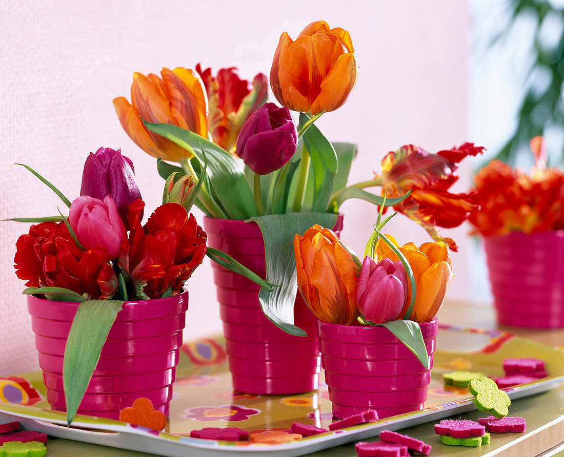 Pinke Vasen mit diversen Tulipa (Tulpen) auf Blümchentablett