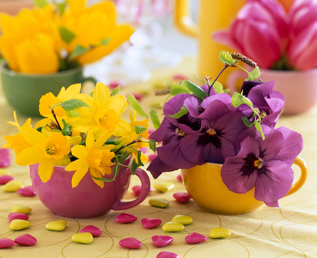 Narcissus 'Tete a Tete' (daffodil)