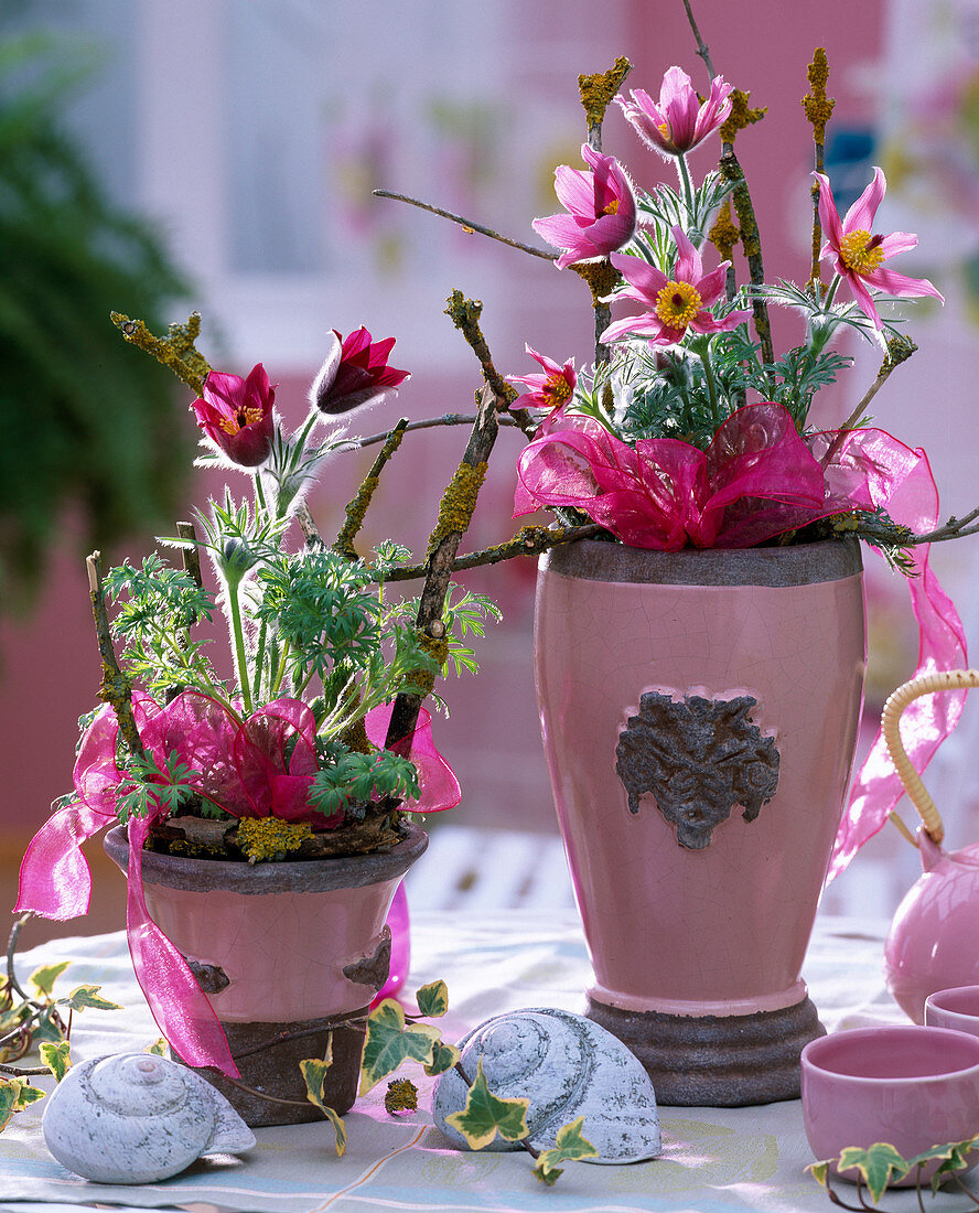 Pulsatilla 'Red Bell' (Cowbell)