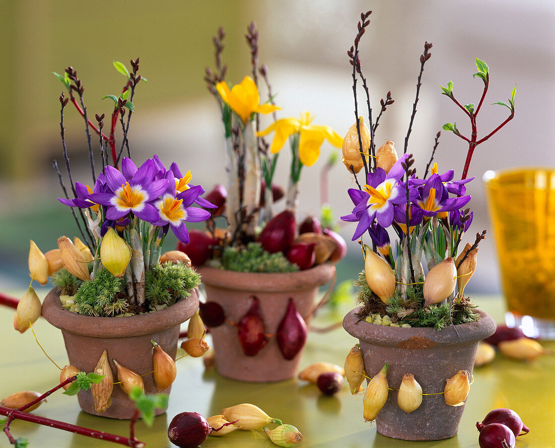 Crocus sieberi 'Tricolor' and flavus (Crocus)