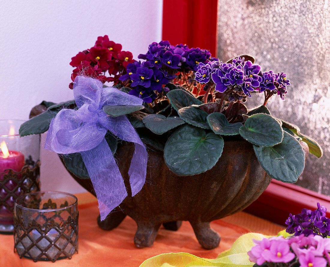 Saintpaulia ionantha (Usambara violet) red, blue, lilac-white in rust bowl