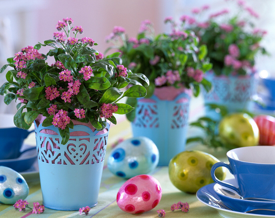 Myosotis (Forget-me-not) pink flowering