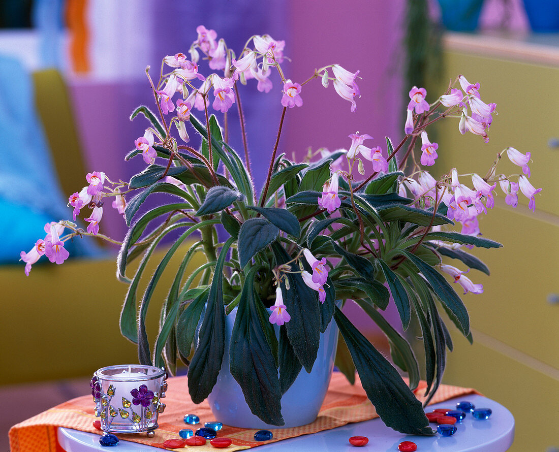 Streptocarpus hybrids