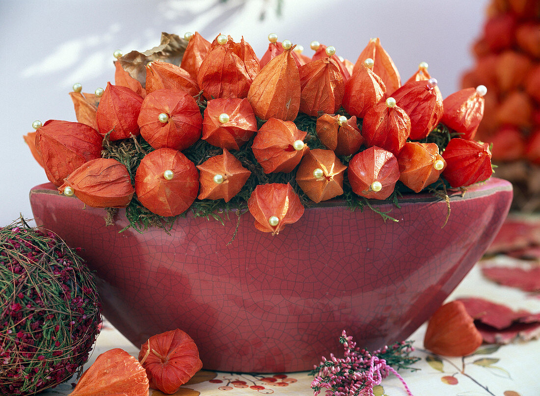 Schale mit Physalis (Lampionblume) (4/4)