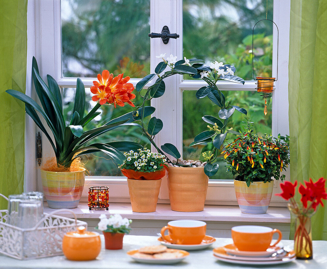 Clivia (Klivie), Stephanotis (Kranzschlinge)